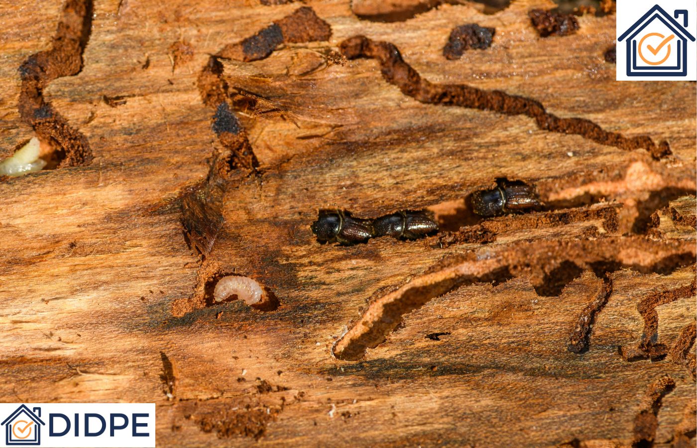 Diagnostic Termite